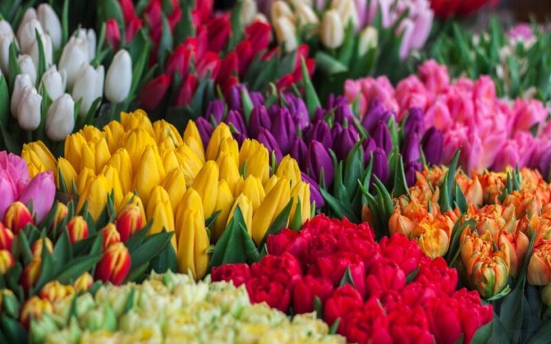 padėjęs žydėti tulpės priežiūros žingsniai