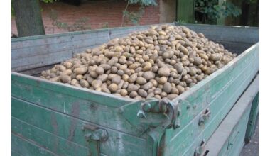 bulvių veislė niekada nesupūva