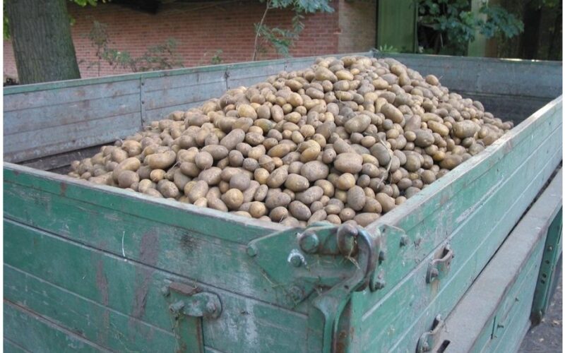 bulvių veislė niekada nesupūva