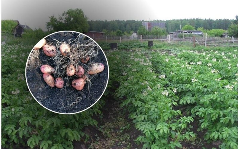 bulvės žiemos metu išlieka tvirtos