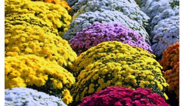 vazoninė chrizantema auginimo patarimai