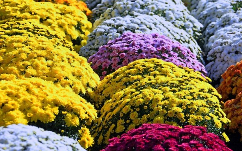 vazoninė chrizantema auginimo patarimai