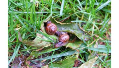 pasiruoškite sraigių invazijai