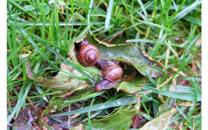 pasiruoškite sraigių invazijai