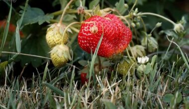 braškių konservavimas su citrinos rūgštimi