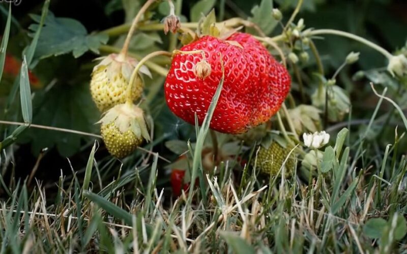 braškių konservavimas su citrinos rūgštimi