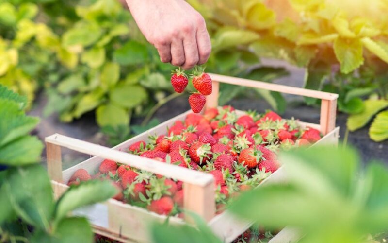 profesionalių braškių ūkininkų triukas