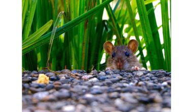 apsaugoti daržo sklypą nuo pelių