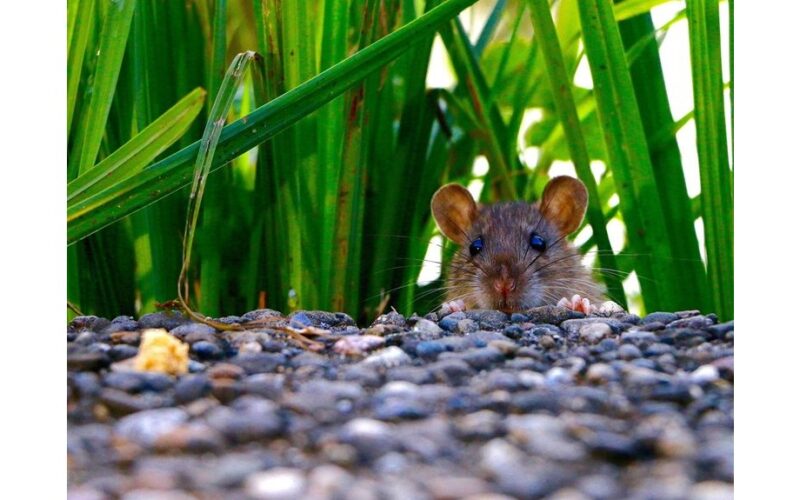 apsaugoti daržo sklypą nuo pelių