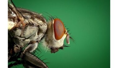 apsaugant avietes ir braškes