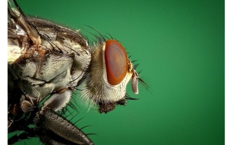 apsaugant avietes ir braškes