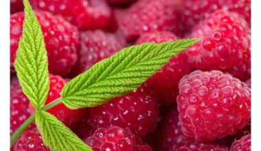 genėti aviečių stiebus giliai