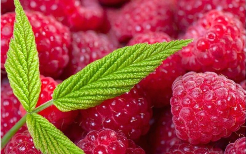 genėti aviečių stiebus giliai