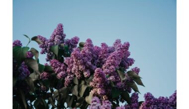 genėtas alyvinių vyrų vaisingumo ilgaamžiškumas