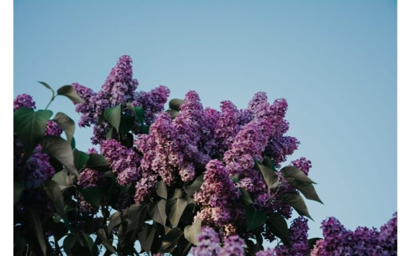 genėtas alyvinių vyrų vaisingumo ilgaamžiškumas