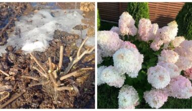 genėti hortenzijas po atšildymo