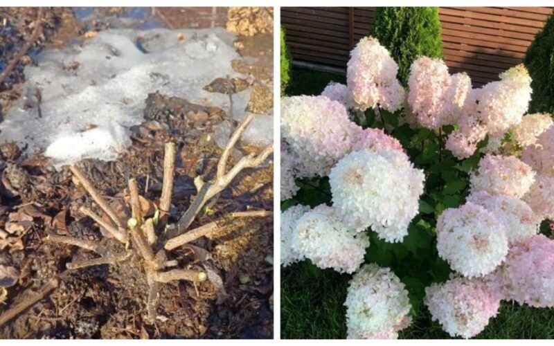 genėti hortenzijas po atšildymo