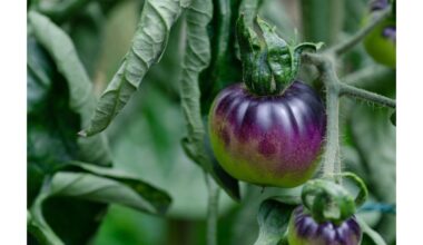 purpurinė pomidorų veislė ultramarine