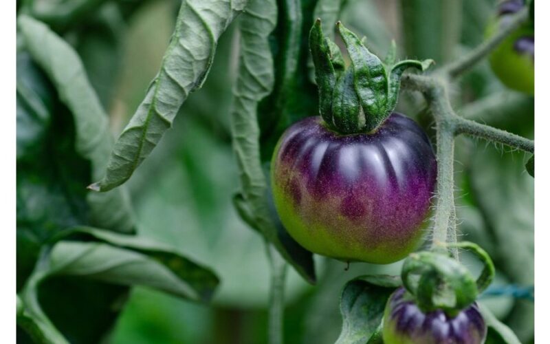 purpurinė pomidorų veislė ultramarine