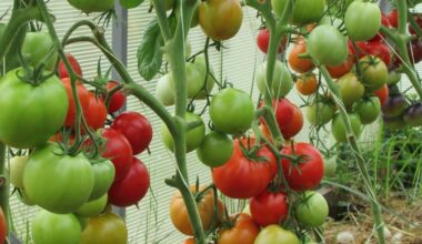 įberkite dvi žiupsnelius į skylę