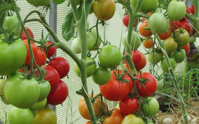 įberkite dvi žiupsnelius į skylę