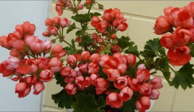 ketvirtis arbatinio šaukštelio trąšų pelargonijų augimui