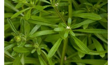 Pašalinkite šį augalą nedelsiant