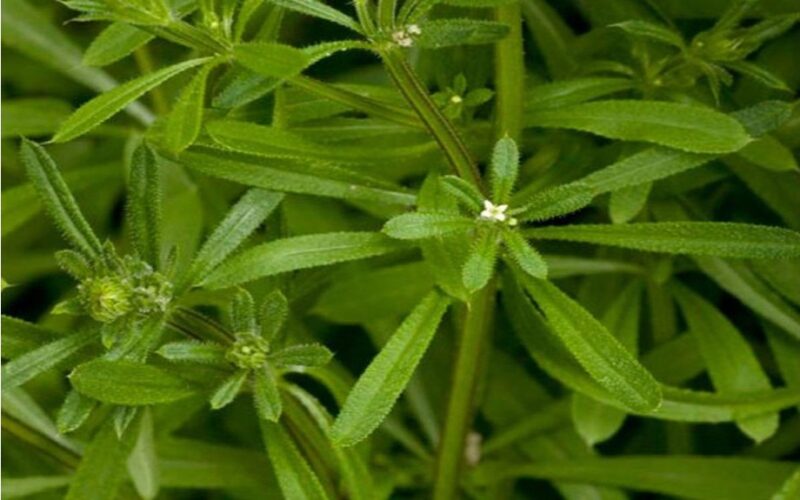 Pašalinkite šį augalą nedelsiant