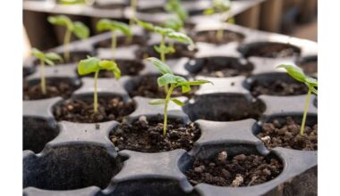 pakeista auginimo lemputė