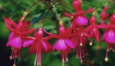 perpyliau fuksiją pagal uošvės nurodymą