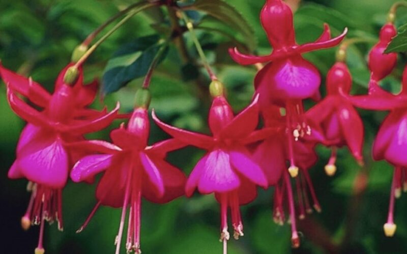 perpyliau fuksiją pagal uošvės nurodymą