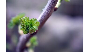 atkurti serbentų krūmą žiemos įtrūkimus