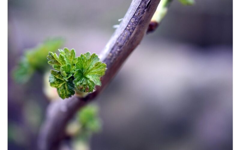 atkurti serbentų krūmą žiemos įtrūkimus