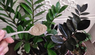 prikelta zamioculcas nuo patrumpinimo