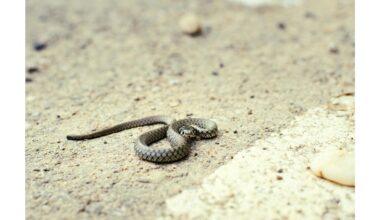 išgąsdinti gyvates naudojant skudurą
