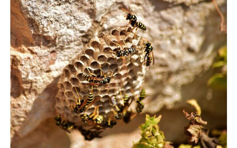 išbaidė sodo širšes