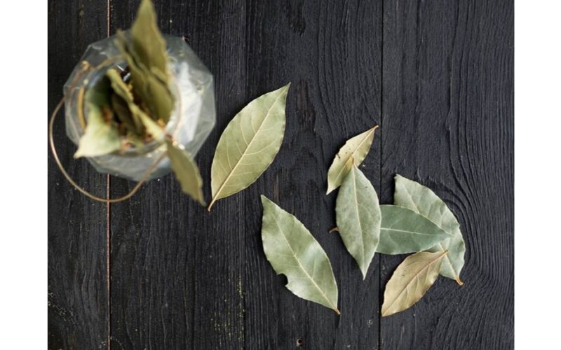 išmėtyti lauro lapai visur ramybė