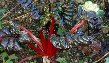 tamsai ištvermingi daržovės mažai saulės šviesos