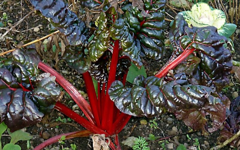 tamsai ištvermingi daržovės mažai saulės šviesos