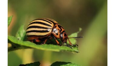 paprastos Kolorado bulvių vabalų gaudyklės