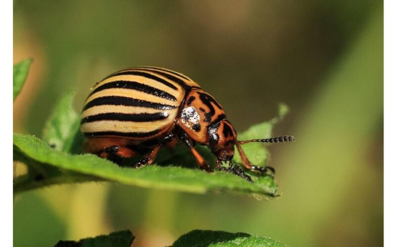 paprastos Kolorado bulvių vabalų gaudyklės