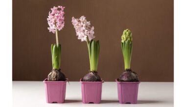 paprastas virtuvės receptas skatina hiacintus