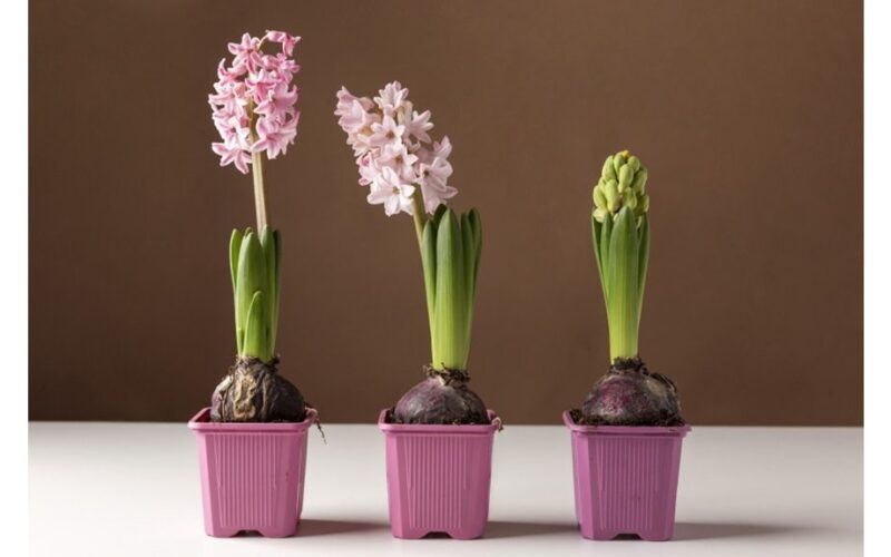 paprastas virtuvės receptas skatina hiacintus