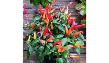 šeši pipirai, labai skirtingo aštrumo