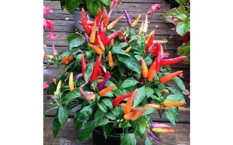 šeši pipirai, labai skirtingo aštrumo