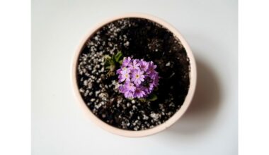 šeši augalai, griaunantys santuokas