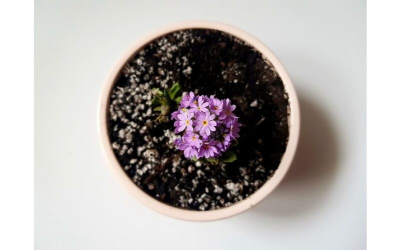 šeši augalai, griaunantys santuokas