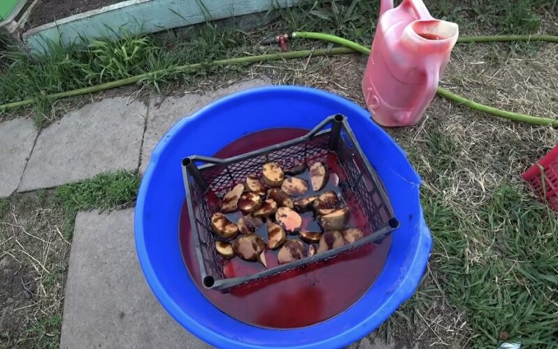 mirkyti bulves prieš sodinimą