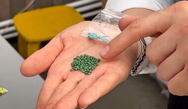 mirkymas agurkų sėklų padidino derlių