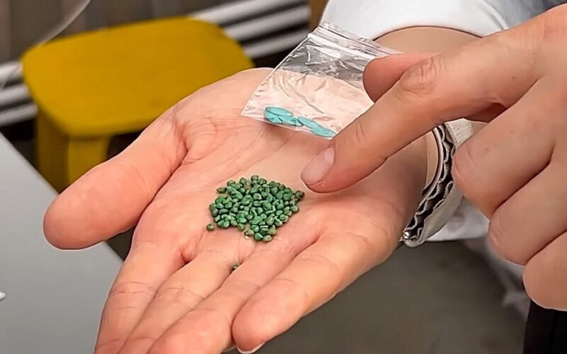 mirkymas agurkų sėklų padidino derlių